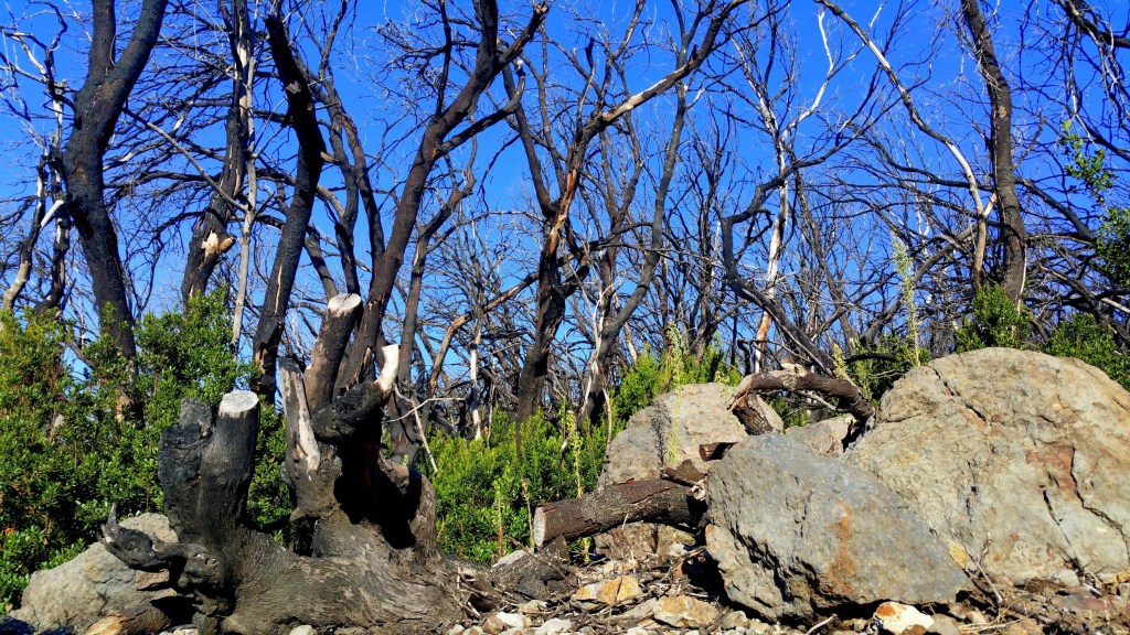 Fighting Forest Fires and Climate Change on La Gomera | The&nbsp;Ecologist